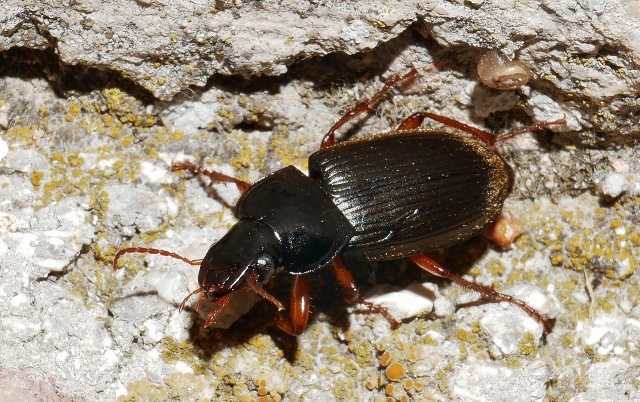 Pseudoophonus rufipes ?